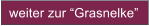 weiter zur Grasnelke